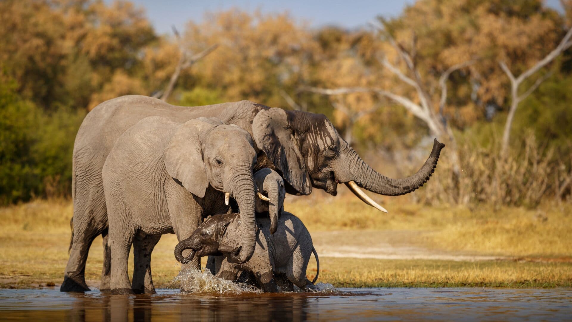 Ngorongoro Crater Safari