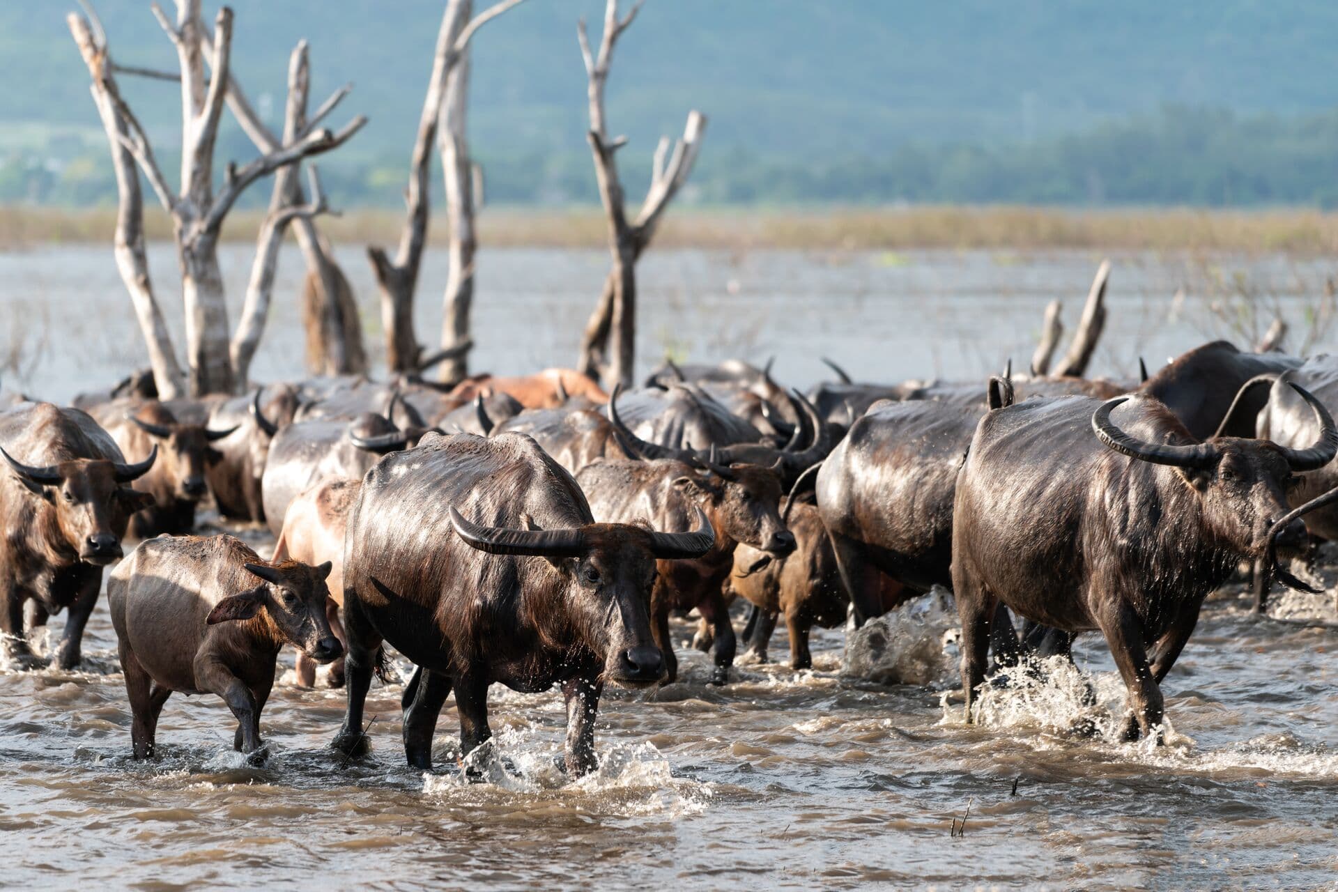 Tanzania Safari