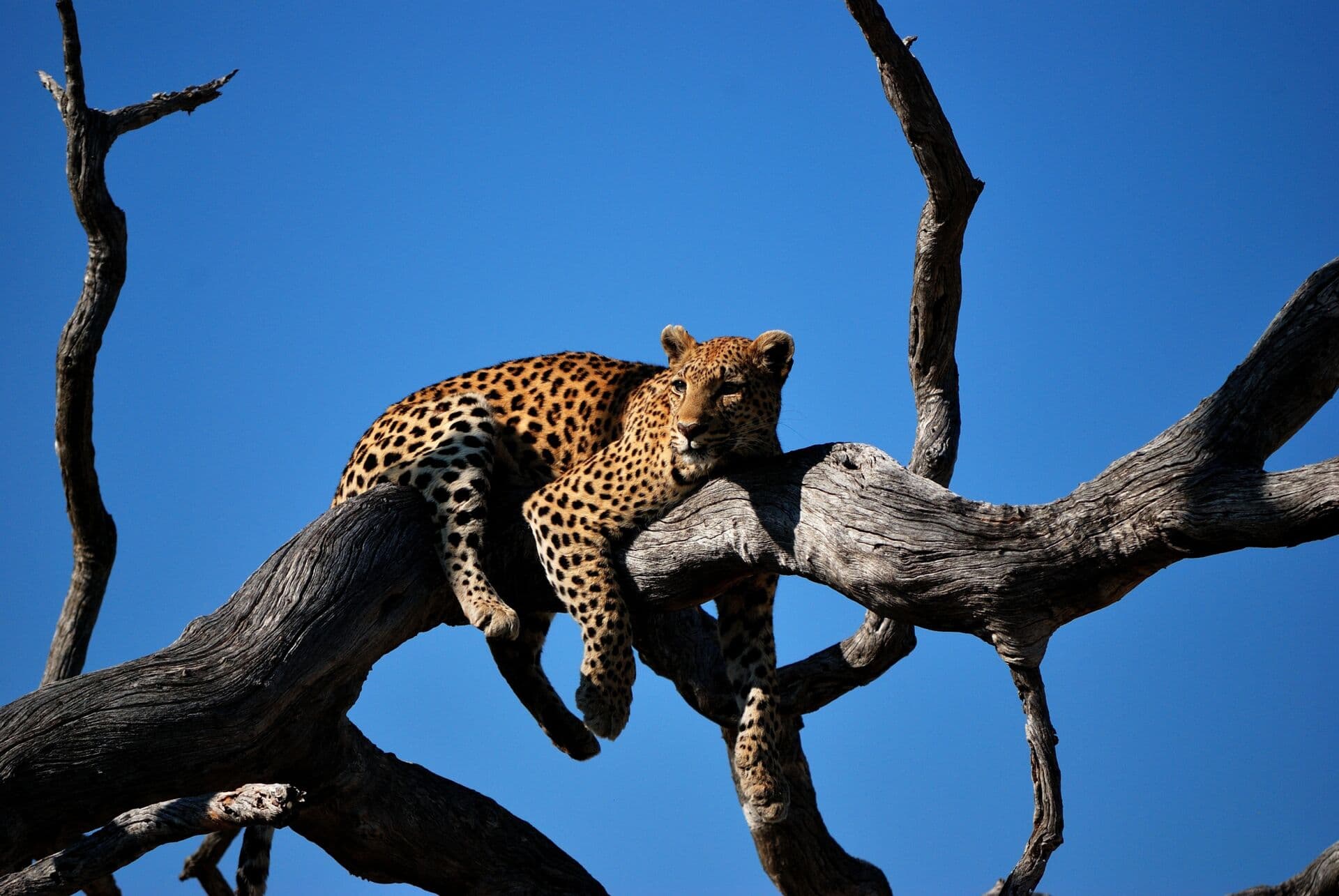 Ruaha Wilderness Safari