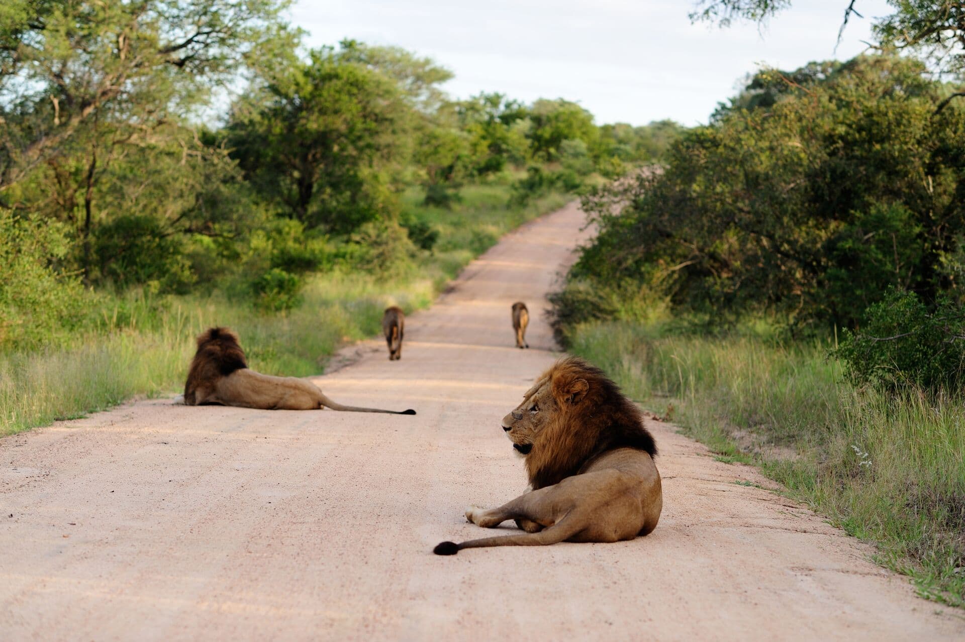 Big Cats Safari