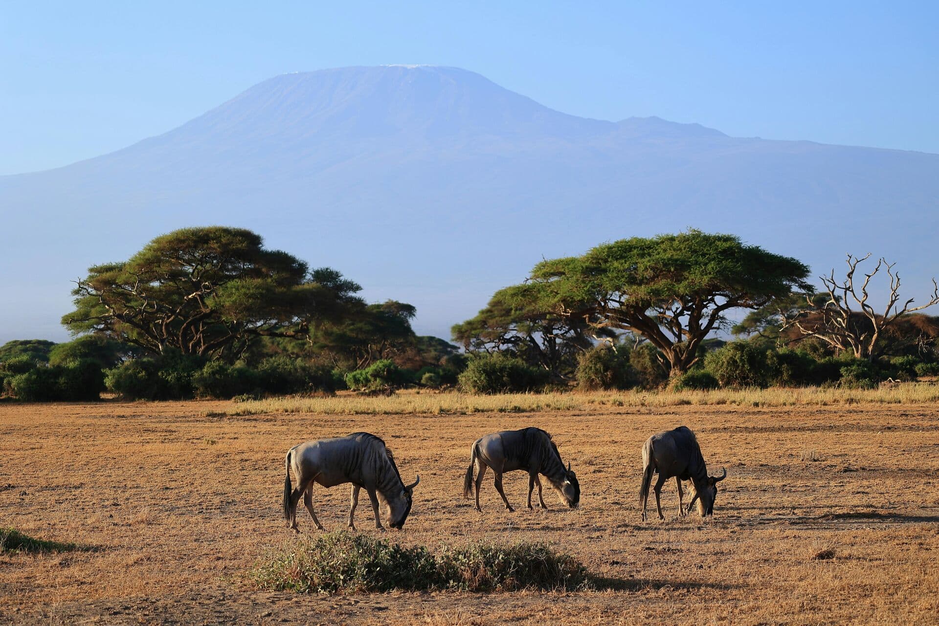 Great Migration Safari
